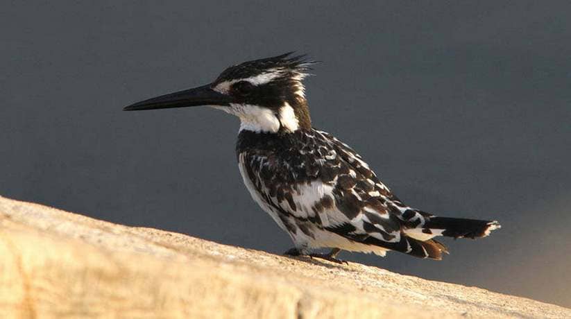 Luxor Bird Watching Egypt