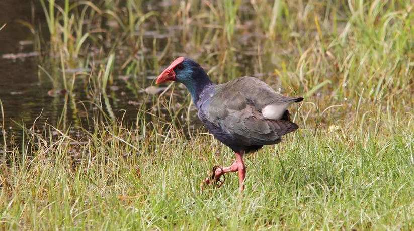 Luxor Bird Watching Egypt