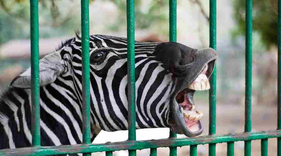 Giza Zoo Cairo Egypt tours, prices, booking, reviews