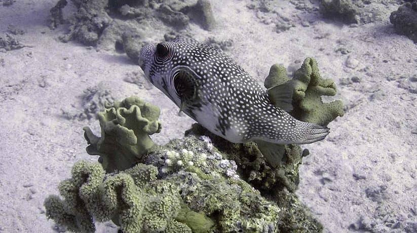 Hatour Shipwreck Safaga