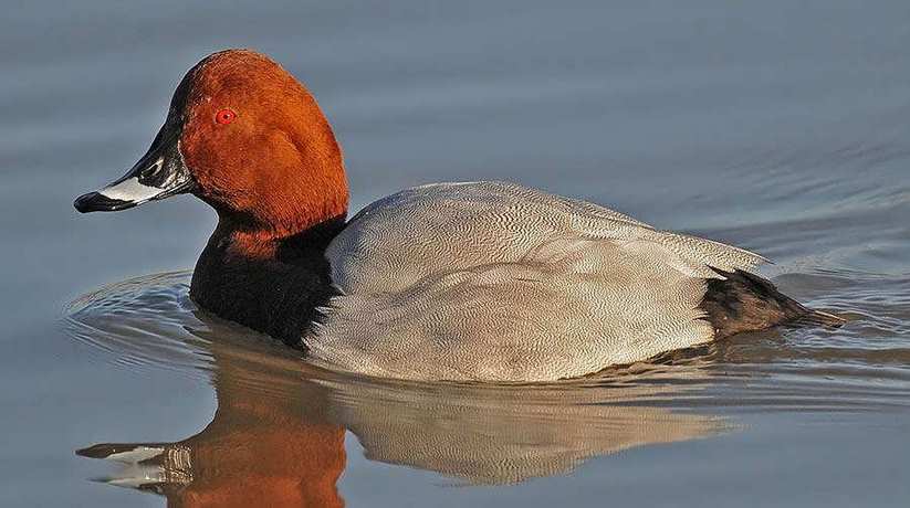Burullus Lake Bird Watching