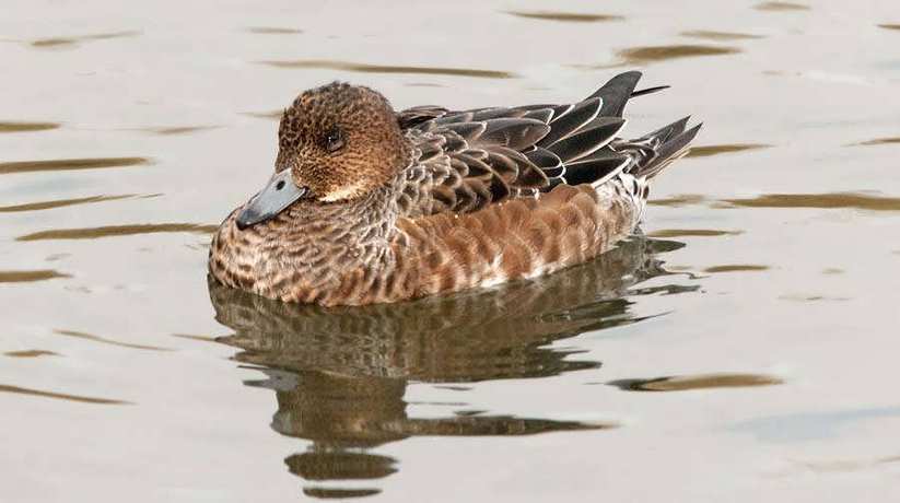 Burullus Lake Bird Watching