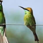 Cairo Bird Watching