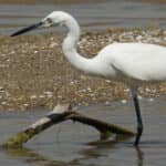 Fayoum Bird Watching
