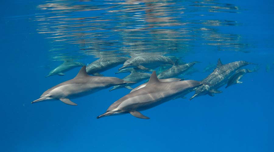 Dolphin House Reef El Gouna