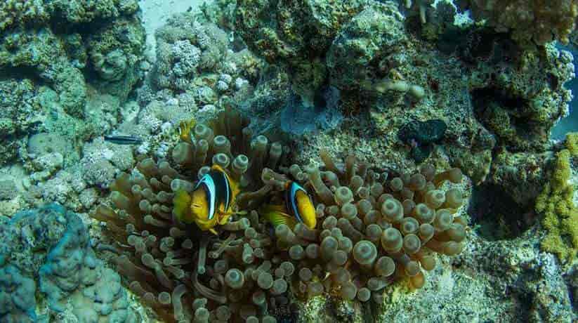 Abu Hashish Makadi Bay