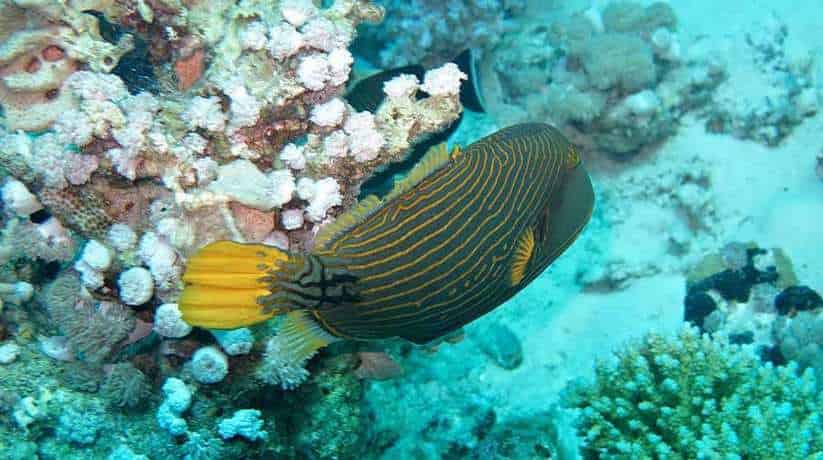 Abu Hashish Makadi Bay