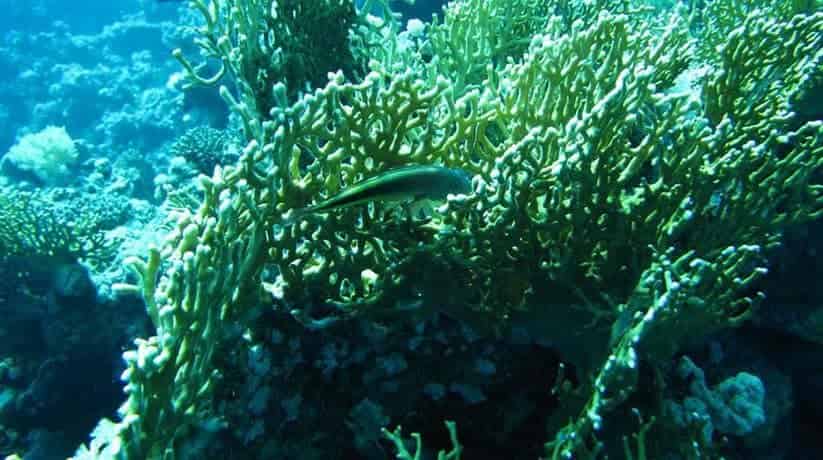 Abu Kafan Reef Safaga