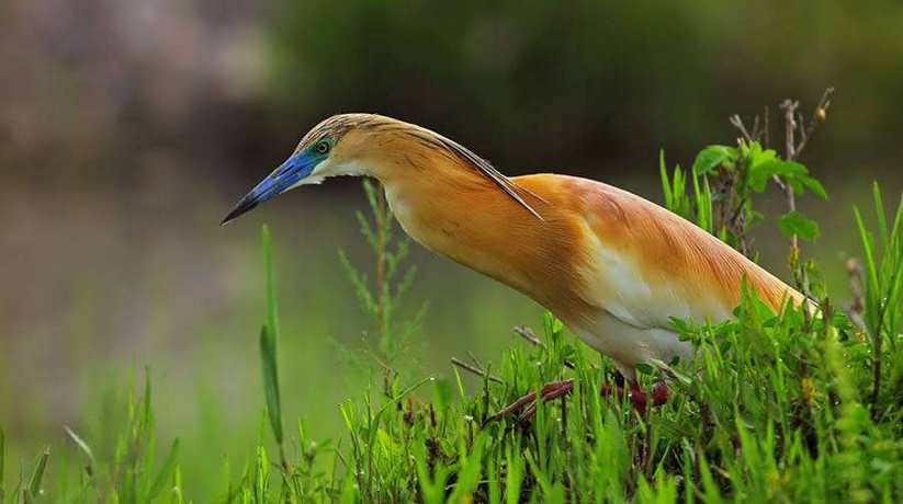 Egypt Bird Watching