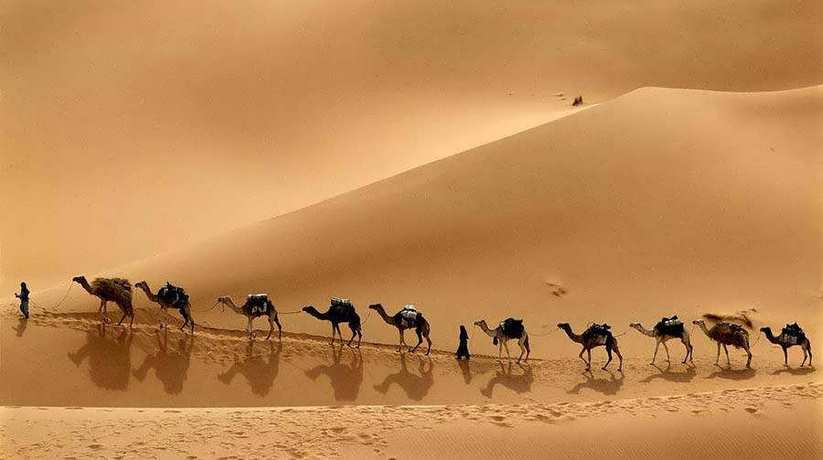 Camel Trekking Wadi El Rayan