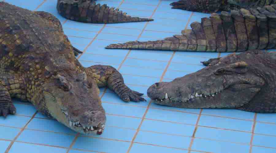 Sharm Crocodiles Snakes Show
