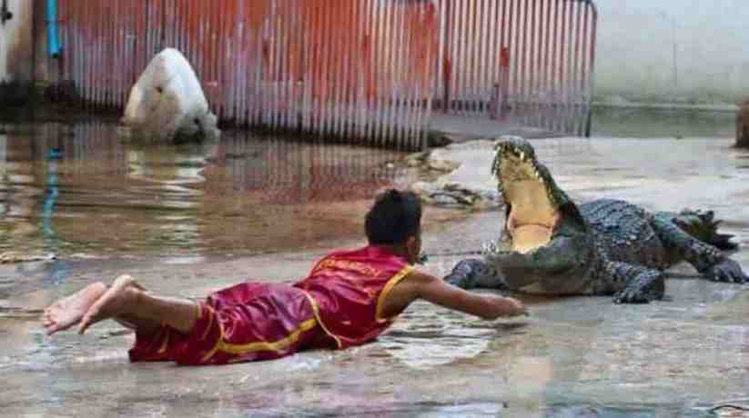 Sharm Crocodiles Snakes Show