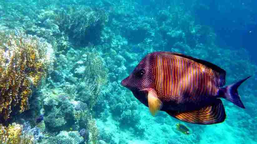 Sharm El Naga Safaga