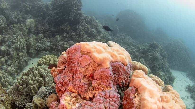 Abu Ramada Hurghada