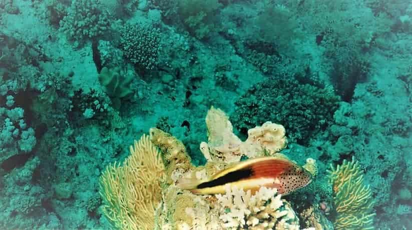 Abu Ramada Hurghada