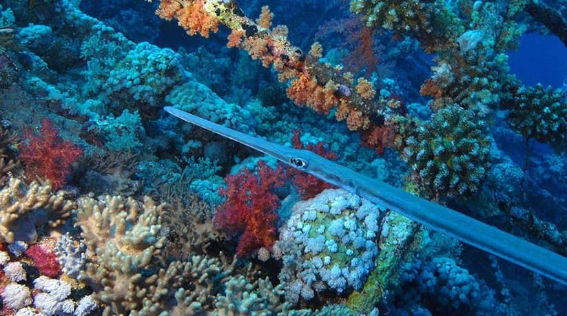 Numidia Wreck Hurghada