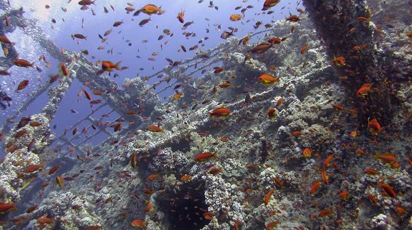 Egypt Wreck diving