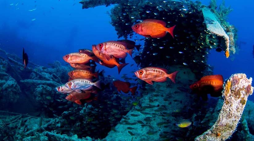 Rosalie Moller Wreck Hurghada