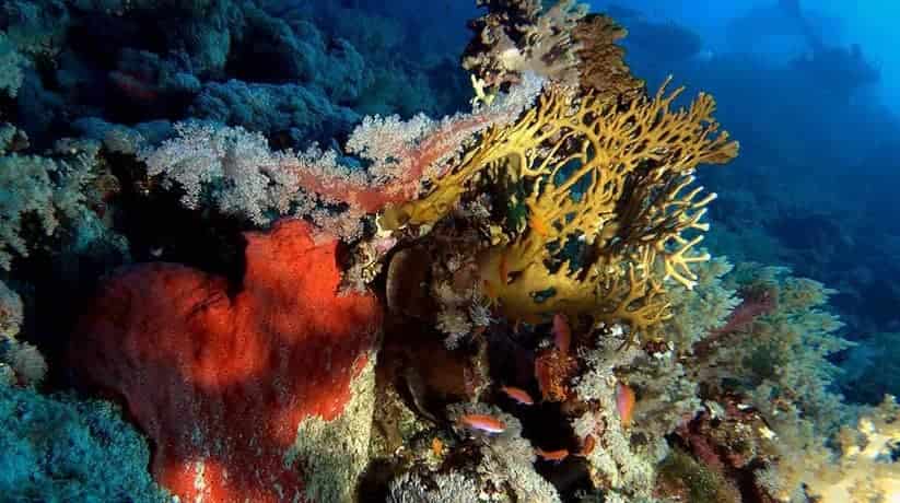 Brothers Islands Hurghada