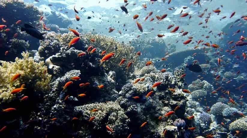 Jackfish Alley Sharm