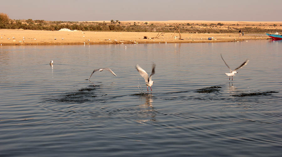 Qarun Lake Fayoum Egypt