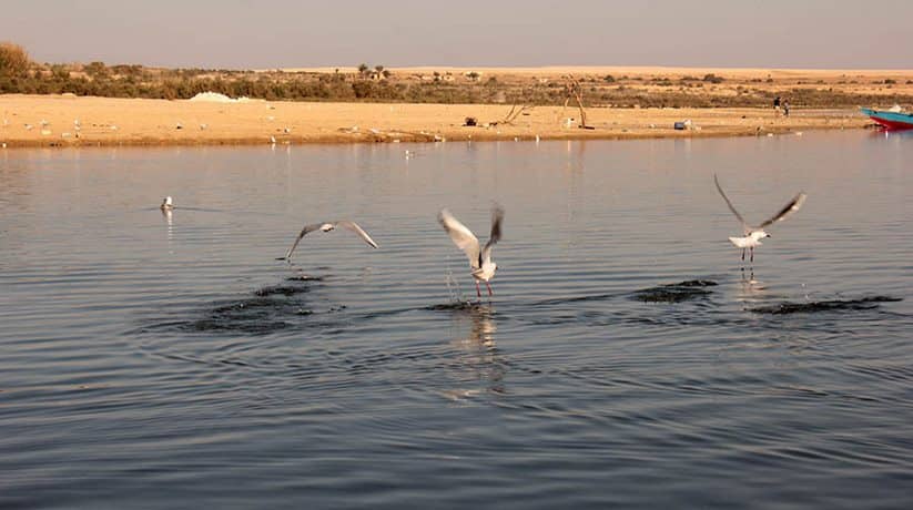 Qarun Lake Fayoum Egypt