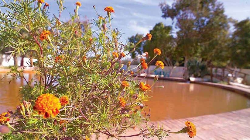 Egypt Hot Springs