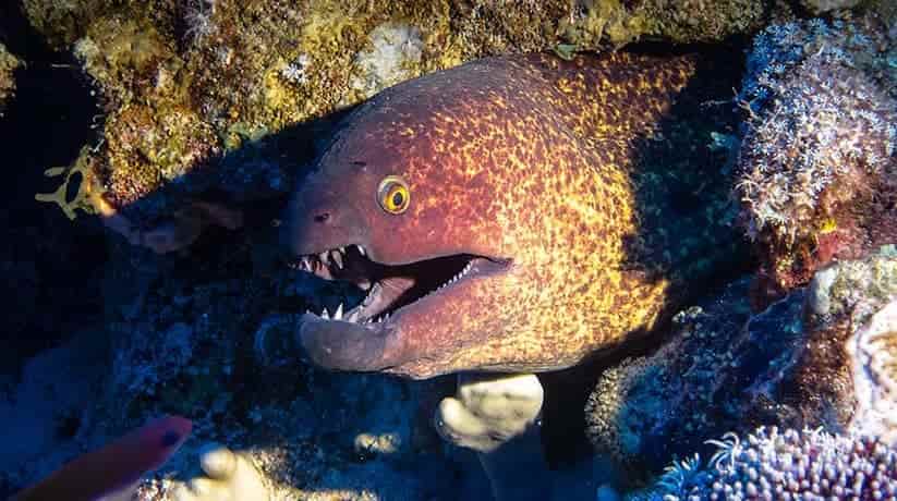 Blue Hole Dahab Egypt