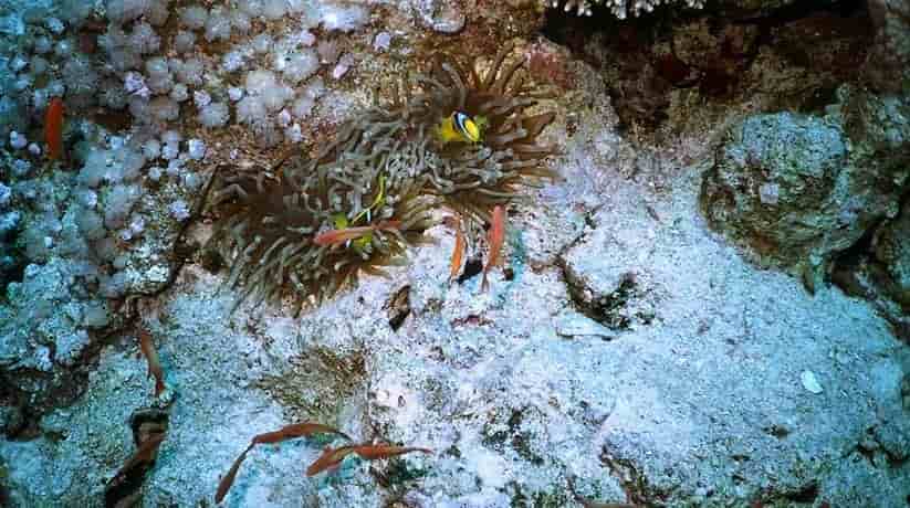 Blue Hole Dahab Egypt