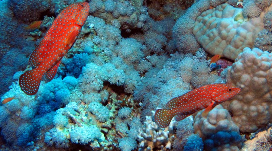 Daedalus Reef Marsa Alam