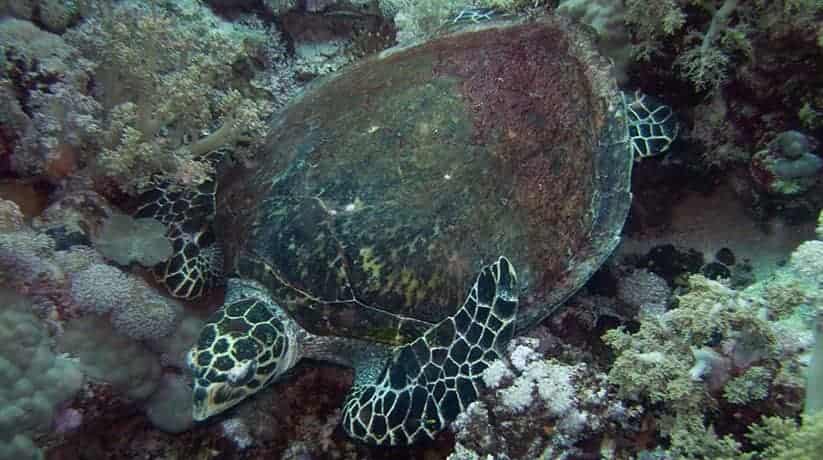 Daedalus Reef Marsa Alam