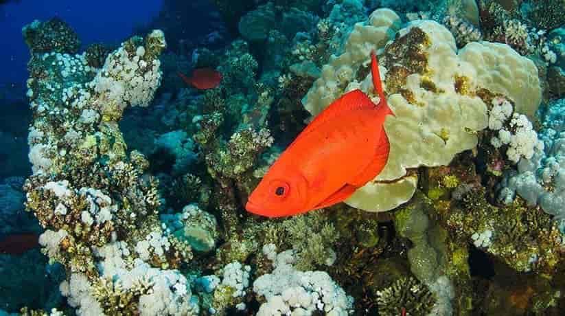 Daedalus Reef Marsa Alam