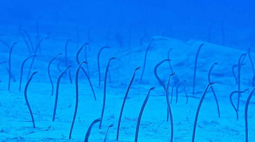 Eel Garden Sharm