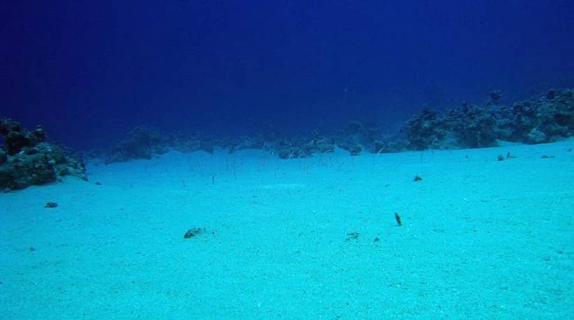 Eel Garden Sharm
