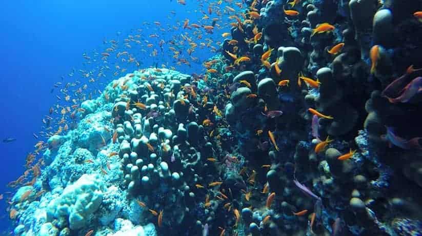 Elphinstone Reef Marsa Alam