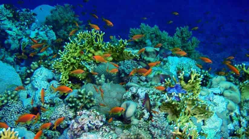 Elphinstone Reef Marsa Alam