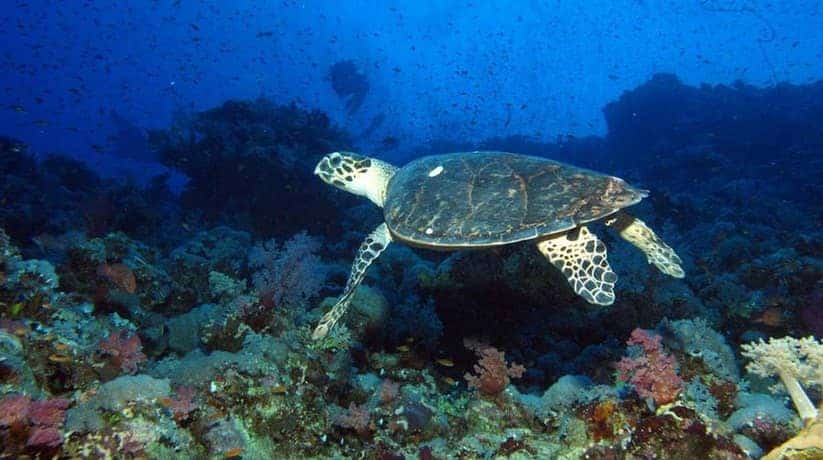 Elphinstone Reef Marsa Alam