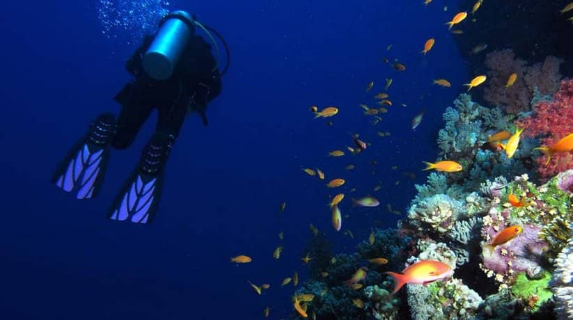 Elphinstone Reef Marsa Alam