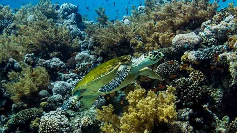 Gordon Reef Sharm Egypt