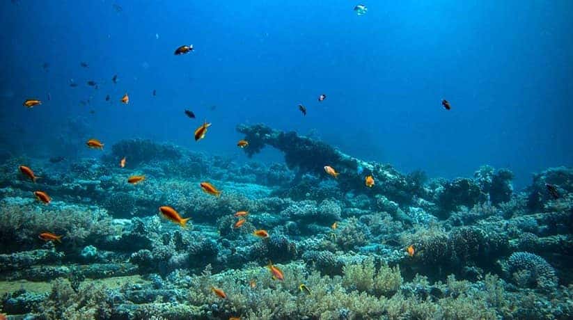 Gordon Reef Sharm Egypt