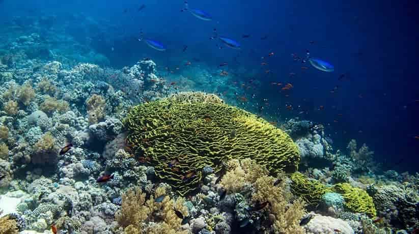 Gordon Reef Sharm Egypt