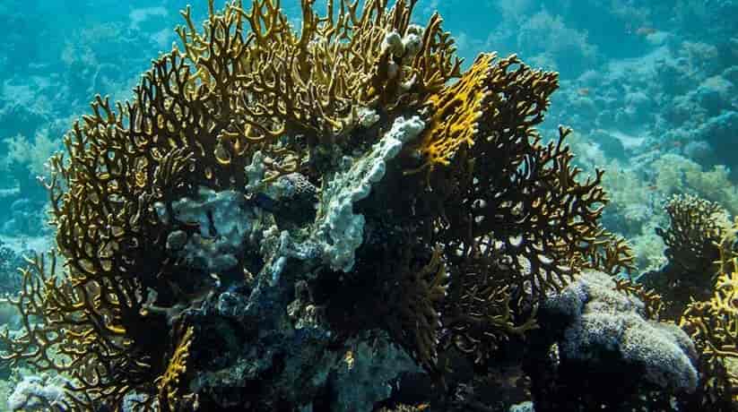 Egypt Reef Diving