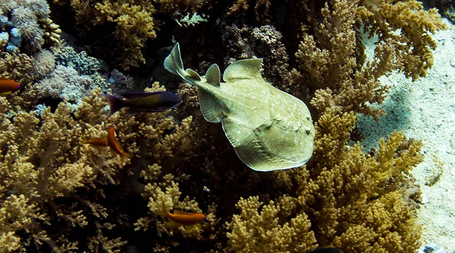 Egypt Reef Diving