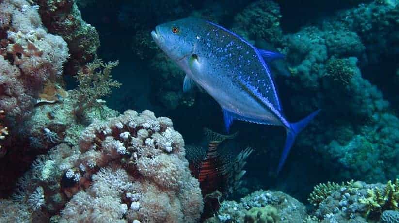 Jackson Reef Sharm Egypt