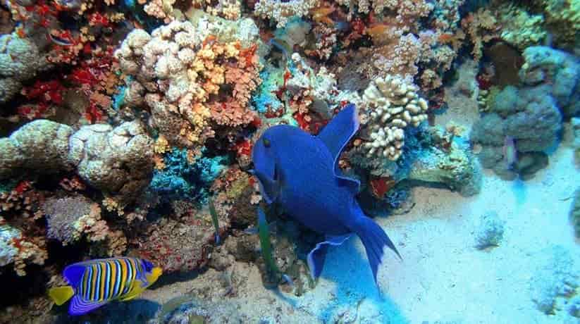Jackson Reef Sharm Egypt