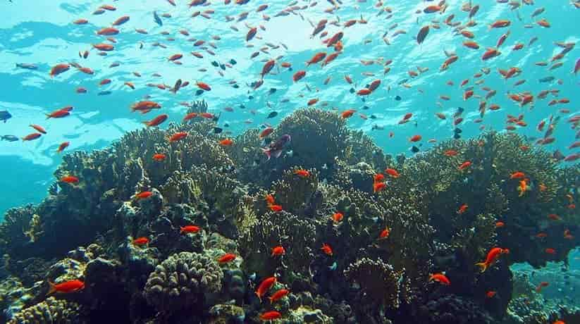 Sharm Dahab diving tour