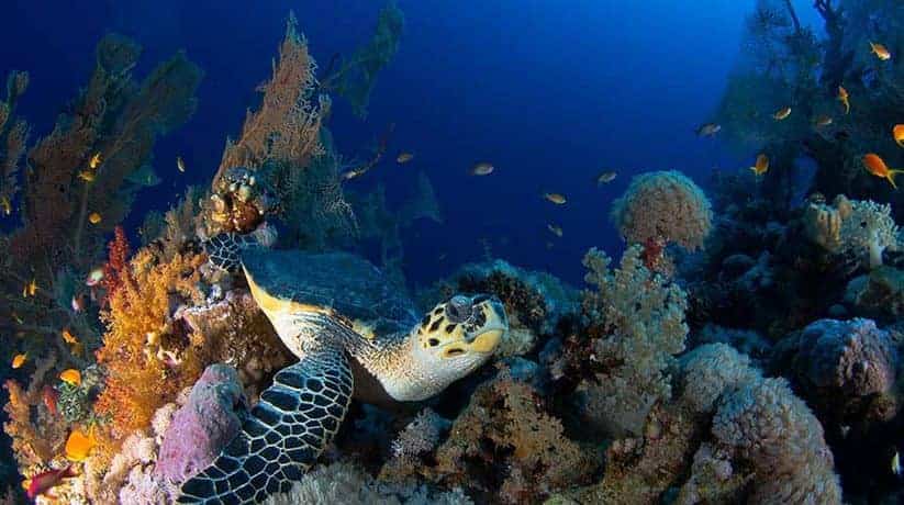 Sharm Dahab diving tour