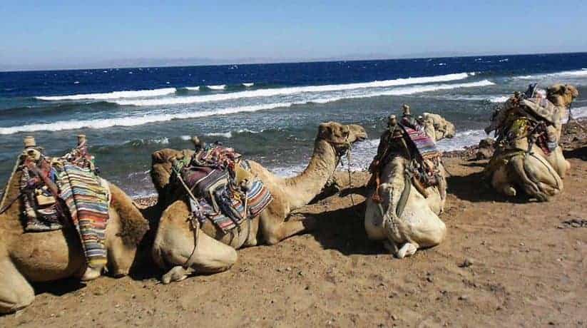 Egypt Safaris