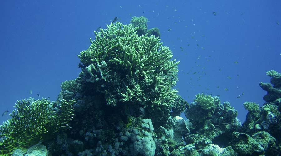 Samadai Reef Marsa Alam