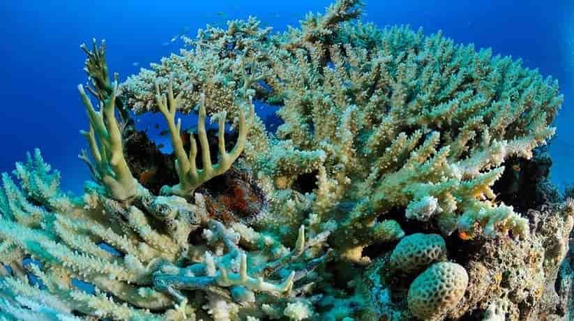 Sataya Reef Marsa Alam